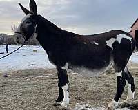 breeding-jack-donkey