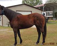 brown-seal-brown-barrel-horse