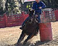 brown-seal-brown-barrel-racing-horse