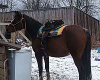 arabian-horse-for-sale