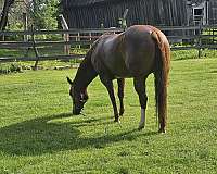 athletic-quarter-horse