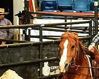 breeding-quarter-horse