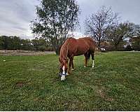 cutting-quarter-horse