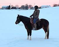 tennessee-walking-horse