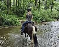 tennessee-walking-horse-for-sale