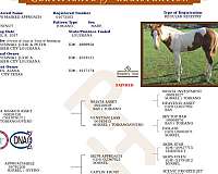 tobiano-apha-horse