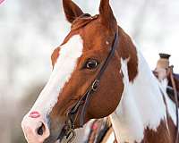 tobiano-apha-mare