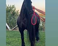 rancho-friesian-horse