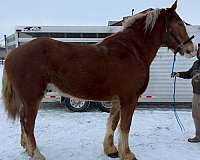 belgian-gelding