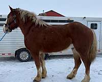 broke-the-best-belgian-horse