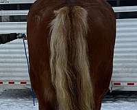 logging-belgian-horse