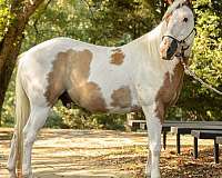 paint-gelding