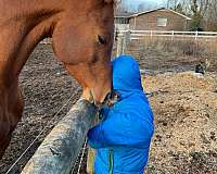 therapeutic-riding-arabian-horse