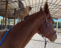 therapy-horse-arabian