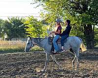 grey-all-around-horse