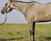 all-around-thoroughbred-horse