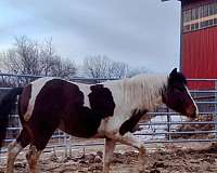 agouti-paint-horse