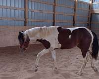 bay-white-tobiano-paint-horse