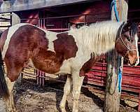 bay-white-tobiano-paint-horse