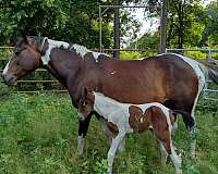 agouti-paint-horse