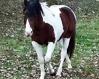 black-apha-paint-horse