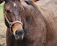 thoroughbred-gelding