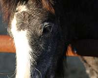 grey-wide-white-blaze-snip-on-face-4-stockings-horse