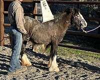 heavy-feathering-gypsy-vanner-horse