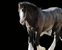 substantial-bone-gypsy-vanner-horse