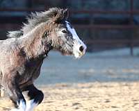 fancy-gaits-gypsy-vanner-horse