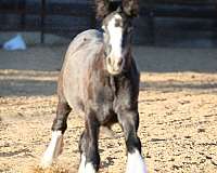 elite-bloodlines-gypsy-vanner-horse