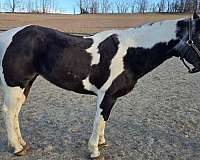 paint-horse-for-sale