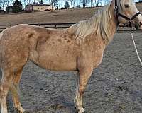 quarter-horse-for-sale