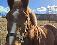 buck-draft-horse