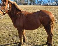 dogs-draft-horse