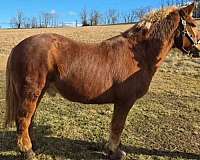 dynamic-draft-horse