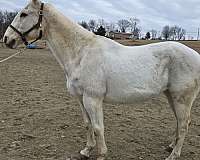 quarter-horse-for-sale