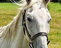 grey-all-around-cross-horse