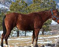 athletic-quarter-horse