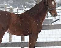 all-around-morgan-horse