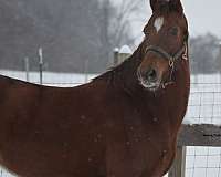 beautiful-mare-morgan-horse