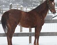 breeding-morgan-horse