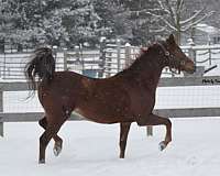 project-morgan-horse