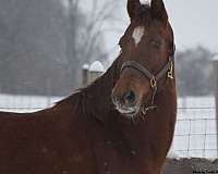 all-around-morgan-horse