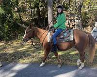 quarter-horse-gelding