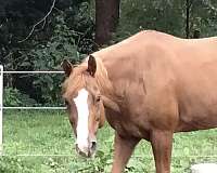 quarter-horse-for-sale