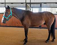 show-mustang-spanish-mustang-horse