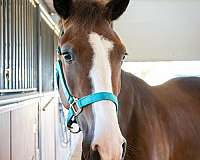 mustang-spanish-mustang-gelding