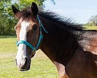 spanish-mustang-gelding