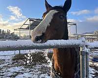 all-around-horse-spanish-mustang